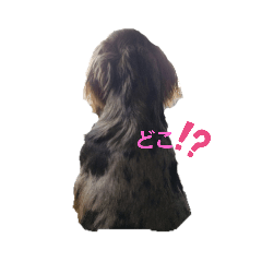 cocoa_20200815101732