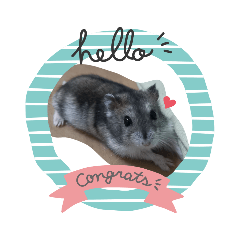 米血黑輪宅鼠生活