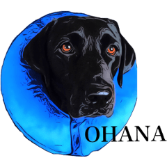 Black Labrador OHANA