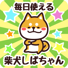 Petit Shiba Shibachan (Everyday)