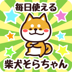 Petit Shiba Sorachan (Everyday)