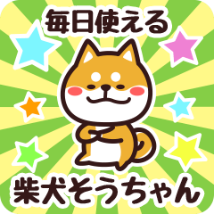 Petit Shiba Souchan (Everyday)