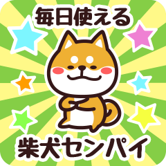 Petit Shiba Senpai (Everyday)