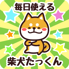 Petit Shiba Takkun (Everyday)