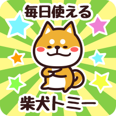 Petit Shiba Tomii (Everyday)