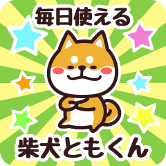 Petit Shiba Tomokun (Everyday)