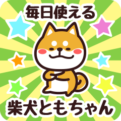 Petit Shiba Tomochan (Everyday)