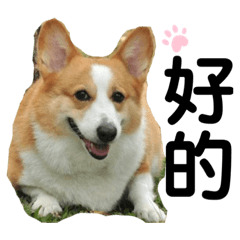 我家寶們
