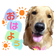 Honey_20200815142334