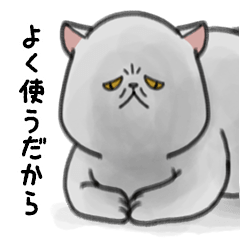 a funny face cat