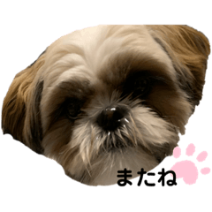 mochi_20200816080706