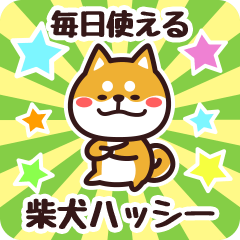 Petit Shiba Hasshii (Everyday)