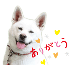 紀州犬ハク Lineクリエイターズスタンプ Stamplist 紀州犬ハク Lineクリエイターズスタンプ Stamplist