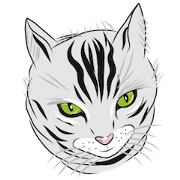 American Shorthair of cute cat