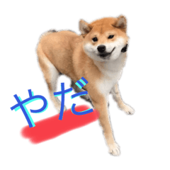 KoroPon_20200816024106