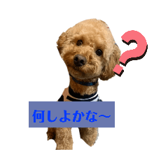 kabu-chan_20200816142548