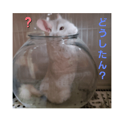可愛いチンチラ トトちゃん マルちゃん Line スタンプ Line Store