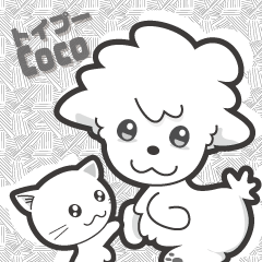 Toy Poodle-Coco