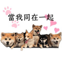 柴柴雙寶-朋友篇