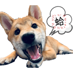 柴柴雙寶-cooper篇