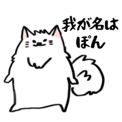 pomeranian PON!