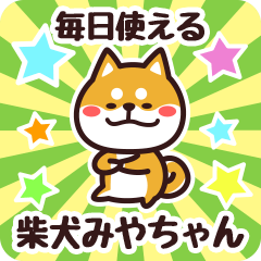 Petit Shiba Miyachan (Everyday)