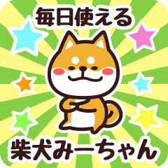 Petit Shiba Miichan (Everyday)