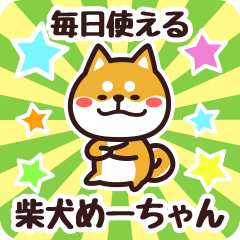 Petit Shiba Meechan (Everyday)