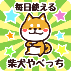 Petit Shiba Yabecchi (Everyday)