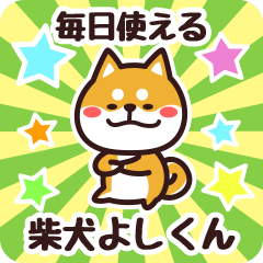 Petit Shiba Yoshikun (Everyday)