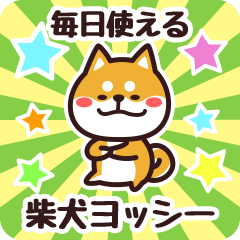 Petit Shiba Yosshi (Everyday)