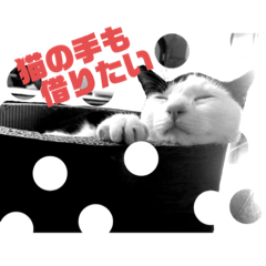 suzu_20200816225040