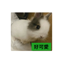 可愛的小兔兔(♥ω♥*)