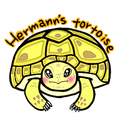 Hermanns tortoise sticker