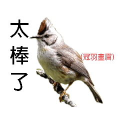 台灣鳥貼圖2