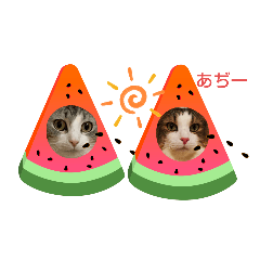 cocoa_20200817082238