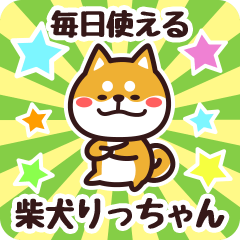 Petit Shiba Ricchan (Everyday)