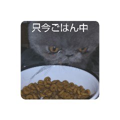 cat suzuki_20200817225630