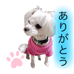 arisa_20200818163811