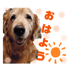 Honey_20200818163428