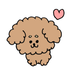 cute toy poodle life