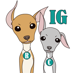 Italian greyhound fawn&blue 3