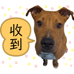 馬尼站班中