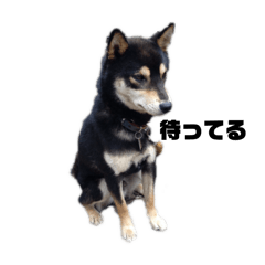 Black Shiba Inu Taro