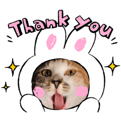 咪咪貓貓&威力狗狗