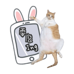浪浪六喵的日常