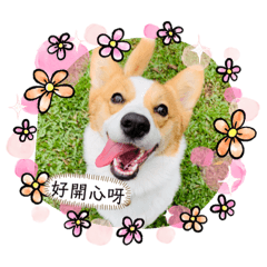 柯基妞妞Corgi-NiuNiu