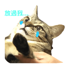 花包衝啊