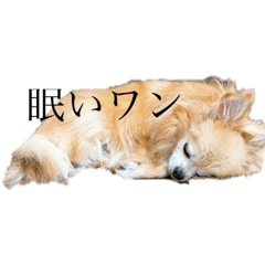 Suzu_20200819165603