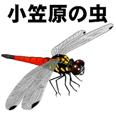 Ogasawara insects